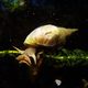 Illustration for article titled Meth-addicted snails prove that amphetamines are the ultimate memory-enhancer